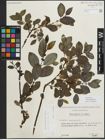 Foto von Salix myrsinifolia Salisb.